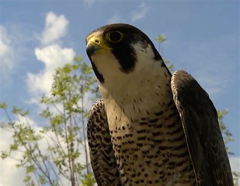 political ideology wont influence   peregrine calls home lets