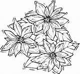 Coloring Poinsettia Pages Flower Getdrawings Getcolorings sketch template