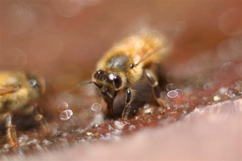 bee drinking water macro photography  photo  freeimages