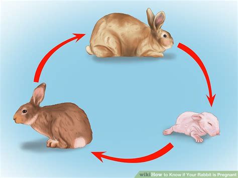 how to know if your rabbit is pregnant 10 steps with pictures