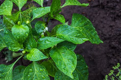 Watering Pepper Plants The Dos And Don Ts Pepperscale