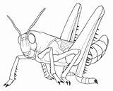 Locust Coloring Smiles Drawings Deviantart 563px 24kb sketch template