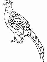 Coloring Pages Bird Pheasant Birds Kids Colouring Sheet Color Book Sheets Special Animal Many Bundle Other Visit Print Drawings Own sketch template