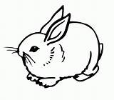Coloring Baby Bunny Rabbit Pages Rabbits Comments Kids sketch template