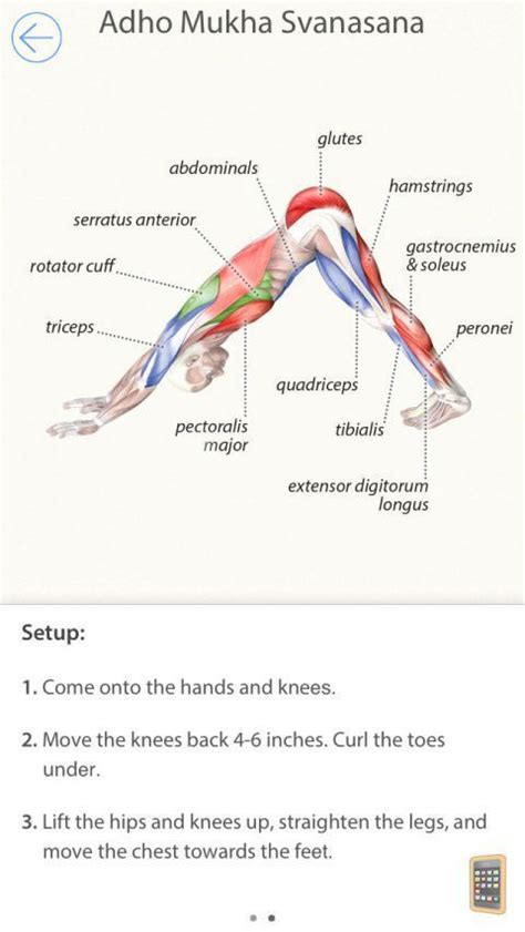 anatomy  yoga poses  yoga anatomy guide reference  iphone