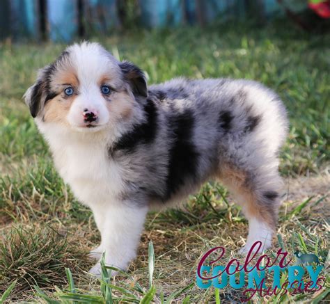 sweet addiction blue merle female  color country aussies