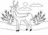 Antelope Antelopes sketch template