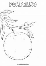 Frutta Pompelmo Invernale Pianetabambini Pera Articolo sketch template