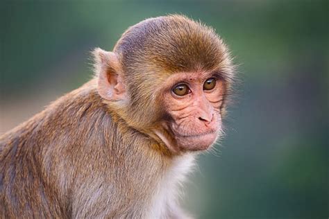 royalty  rhesus monkey pictures images  stock  istock