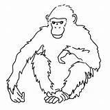 Singe Afrique Guenon Chimpanzee Gorille Noix Poils Dessiner Crayon Feutre Exemple Vierge Signe Astrologique Tigre Printablefreecoloring Azcoloriage sketch template