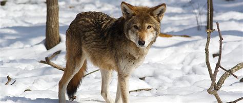 court orders injunction  harming killing red wolves