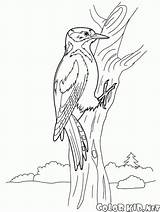 Woodpecker Carpintero Picchio Specht Pajaro Malvorlagen Stampare Aves Pájaro Colorkid Perdiz Wald Fliegen Oiseaux Heron Grue Cardinal Uccelli Guacamayos Fenicottero sketch template