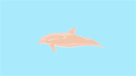 amazing animated dolphin s at best animations