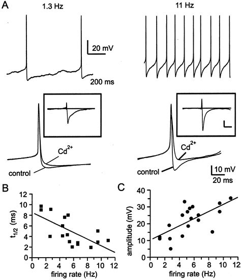 afterhyperpolarization regulates firing rate in neurons of the