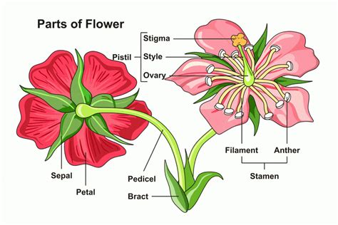 female parts   flower labeled flowers structure  function  male female components