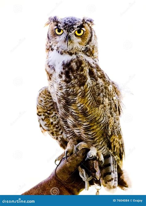 wise owl  white background stock images image