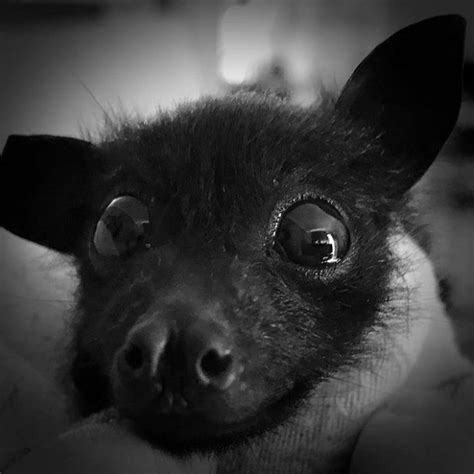 bat rescue organization posted   pics  bats  cute  show  harmless