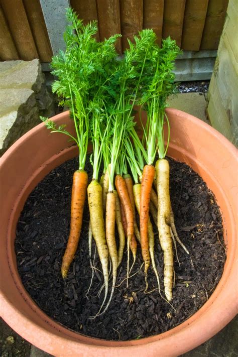 growing carrots  containers  comprehensive guide