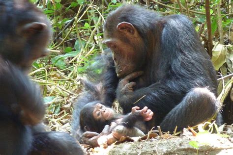 male chimpanzee  snatching seconds  chimp  eating