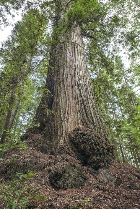 redwoods coming   region     permanent homes  spokesman review