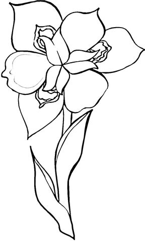 iris flower coloring page  printable coloring pages