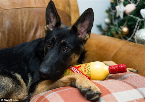 german shepherd bella needed emergency treatment after lapping up bottle of advocaat daily