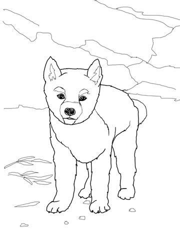 dingo puppy coloring page free printable coloring pages