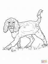 Spaniel Springer Cocker Setter Hunde Inglese Spaniels Clumber Ausmalbild Supercoloring Schwer sketch template