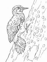 Coloring Pages Woodpecker Birds Woodpeckers sketch template
