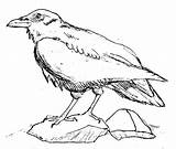 Corbeau Crow Cuervo Rabe Oiseaux Pied Ravens Coloriages Colorier Coloringhome Designlooter sketch template