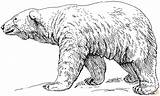 Ijsbeer Polare Orso Arktis Kleurplaten Kleurplaat Estinzione Peluche Kleur sketch template