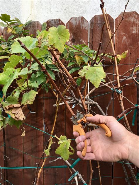 root grapevine cuttings grape vine pruning grape vines