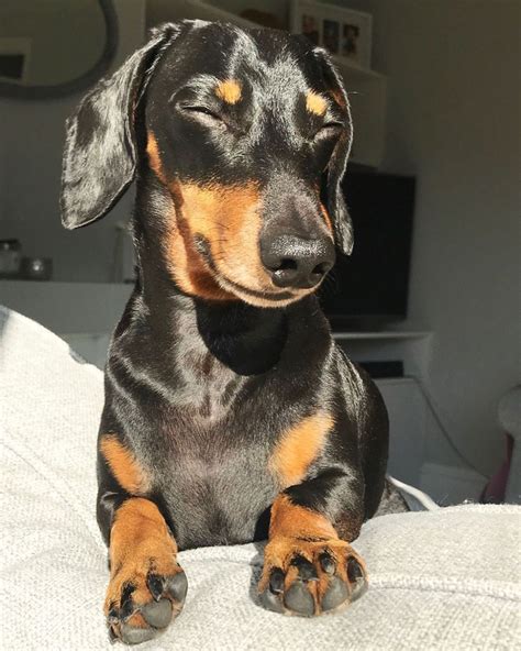 Monty The Miniature Dachshund On Instagram “the Perfect Sun Spot 😎😂👌🏼