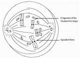 Mitosis Prophase Telophase Phases Fajarv sketch template