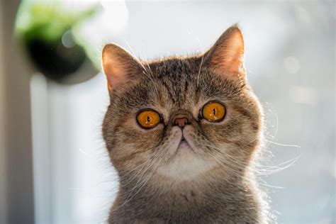 exotic shorthair cat breed facts health personality health issues basepaws