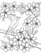 Blossoms Tree Apricot Worksheet Designlooter Hanami Blooming Mandalas sketch template
