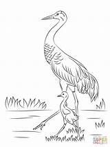 Crane Coloring Pages Sandhill Drawing Cranes Birds Printable Cute Heron Blue Chick Bird Baby Color Great Construction Print Japanese Getdrawings sketch template