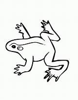 Frog Coloring Pages Color Small Jumping Tree Drawing Dart Poison Wildlife Animals Clipart Children Clipartmag Popular sketch template