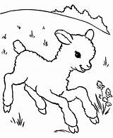 Lamb Coloring Sheep Baby Little Running Aroung Meadow Pages Template Size sketch template