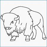 Buffalo Drawing Kids Coloring Drawings Paintingvalley sketch template