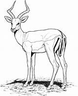 Gazelle Impala Antilope Antylopa Gazela Supercoloring Ausmalbild Sabana Kolorowanka Colorare Gnu Coloriages Antylopy Kolorowanki Sketch Kleurplaat Disegni Clipartmag Antelope Getdrawings sketch template