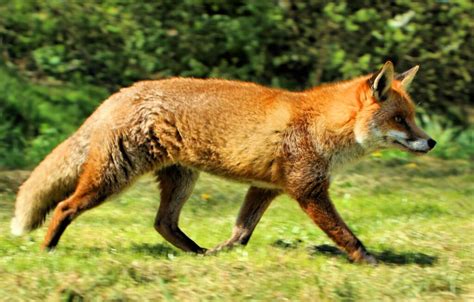 fox  jackal  differences explained animallot