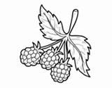 Raspberries Branch Coloring Pages Fruits Coloringcrew Avocado Egg sketch template