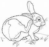 Desierto Colorare Deserto Conejo Disegni Cottontail Hare Conejos Bunny sketch template