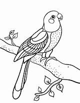 Coloring Parrot Pages Conure Bird Printable Colouring Pdf Birds Coloringcafe Kids Animal Adult Parrots 36kb 507px Drawings Jungle sketch template