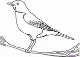 Robin Draw Bird Drawing Drawings Birds Outline Easy Simple Kids Step Flying Coloring Red Sketch Pages Animals Getdrawings Colouring Sketches sketch template
