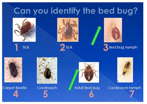 identify bed bugs   home bed bugs northwest
