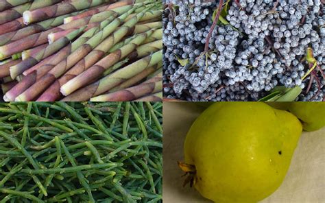 popular foods  foraging living   cheap