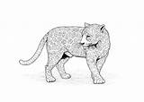 Leopard Coloring Pages African Animals Comment Logged Must Post sketch template