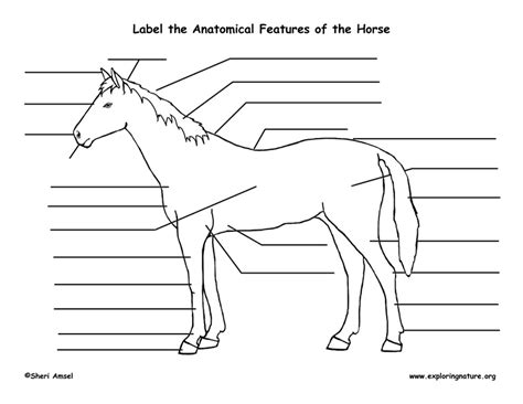 images  horse anatomy worksheets blank horse parts worksheet horse body parts